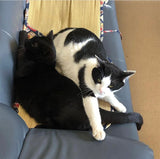 あなたの本当の幸せ、一緒に探します「永田意頼」